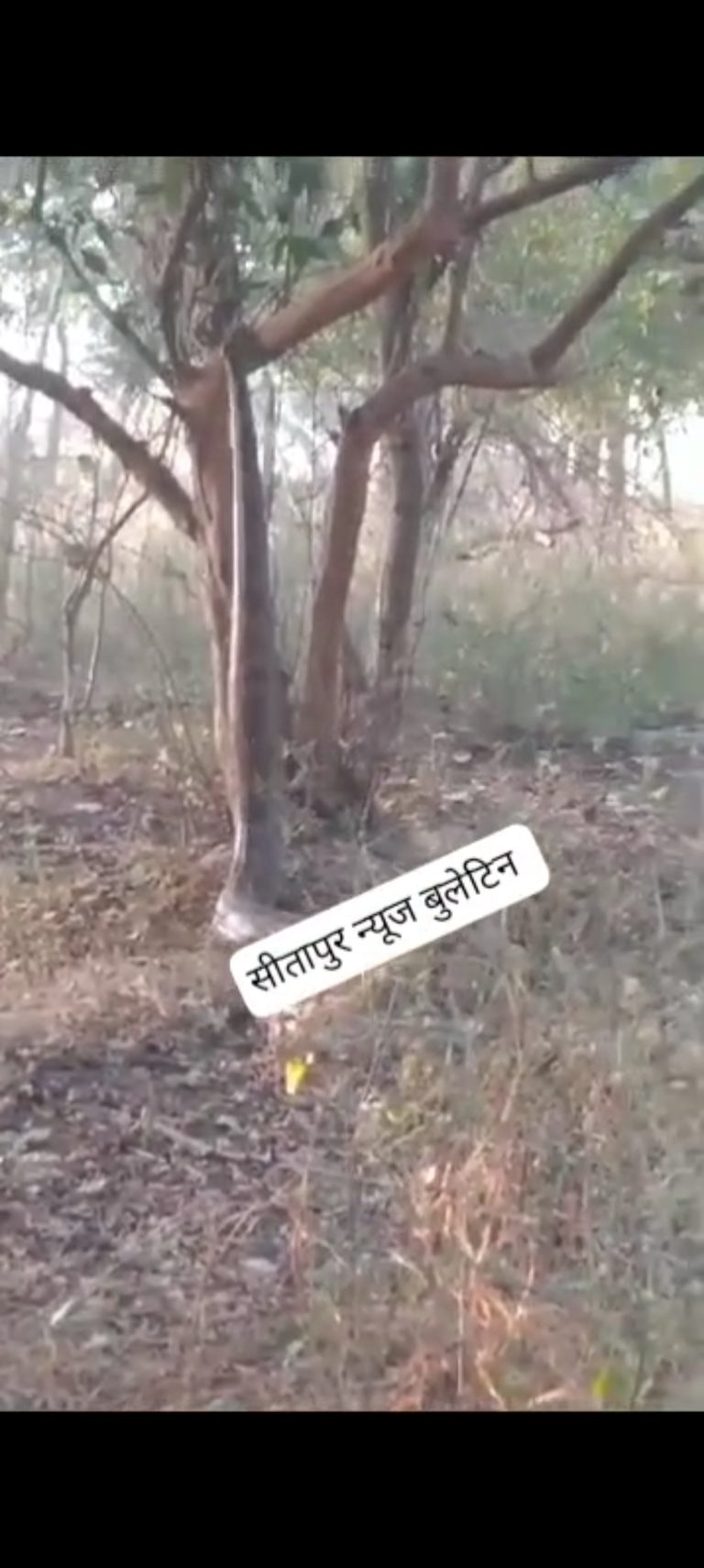 जंगल में पेड़ पर चढ़ रहे विशालकाय अजगर को देखकर लोगों के छूटे पसीने