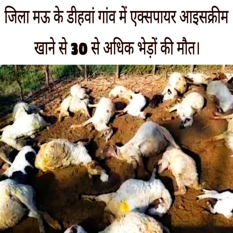 एक्सपायर कुल्फी खाने से 30 से अधिक भेड़ों की मौत