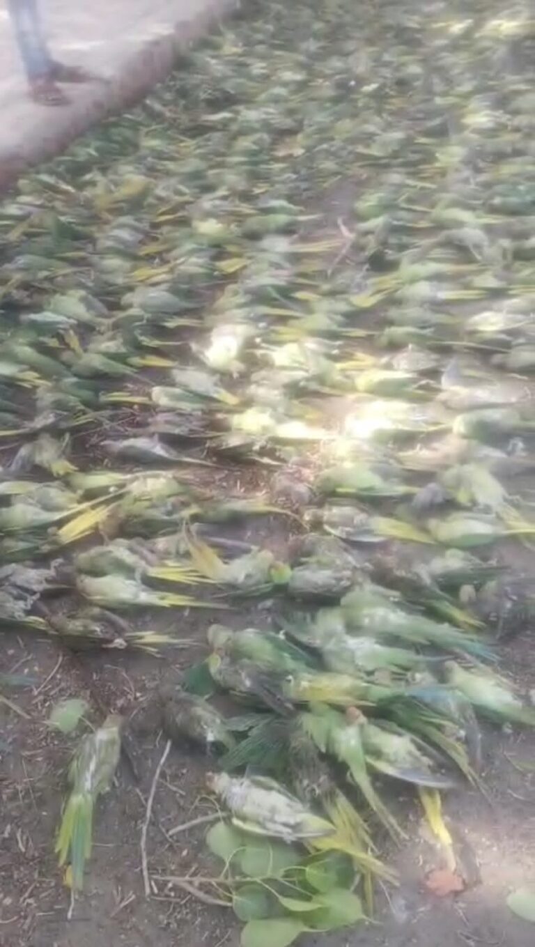 आंधी-तूफान ने ली मासूम परिंदों की जान: झांसी में दर्दनाक मंजर, तस्वीरें देख कांप उठे दिल