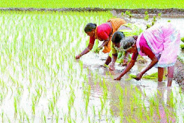 हैदरगंज क्षेत्र में धान की रोपाई किसानों ने शुरू की,
