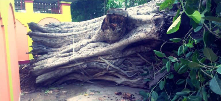हरहुआ। ढाई दशक पुराना पीपल का पेड़ गिरा।