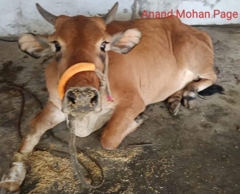पशुपालन नहीं बचा सका डीएम की गाय