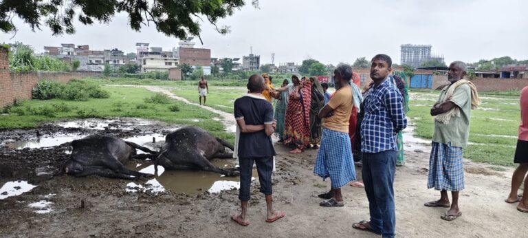 आकाशीय बिजली से बड़ा हादसा — दो भैंसों की मौत ग्रामीणों में दहशत, पीड़ित ने दी पुलिस व राजस्व विभाग को सूचना