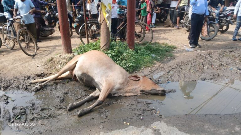 विद्युत पोल में उतर रहे करंट की चपेट में आने से गाय की मौत