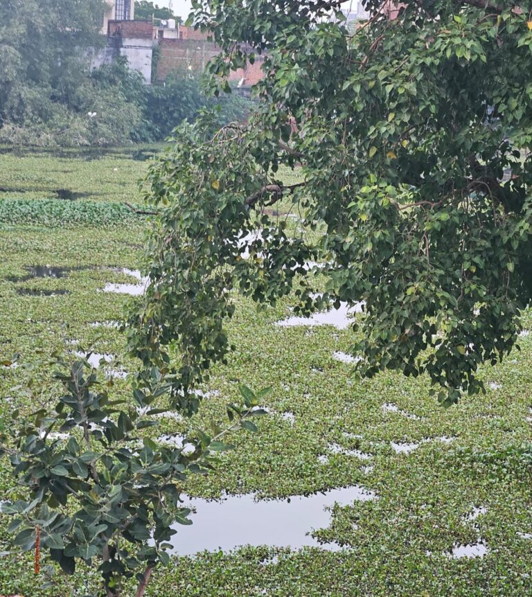 सारंग तालाब का दम घोंट रहा निगम का सीवर: टूटे नाले से पुराने ओवरफ्लो पाइप के रास्ते तालाब में घुसा गंदा पानी