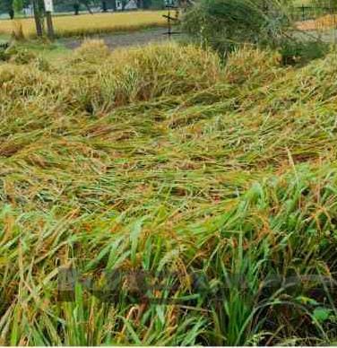 आजमगढ़ में मोंथा तूफान का असर:बारिश और हवाओं ने लूट ली मेहनत की कमाई, किसानों की आँखों में छलक उठा दर्द