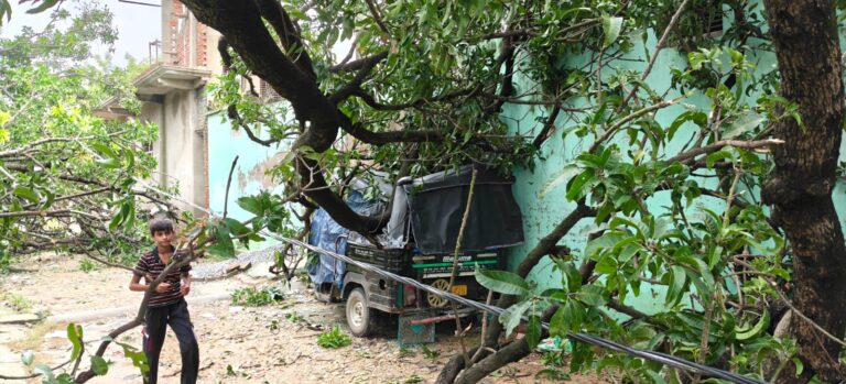 सुराई गांव में दो आम के विशालकाय पेड़ गिरे, दबकर टूटा ऑटो रिक्शा, बाल-बाल बचे आसपास के लोग